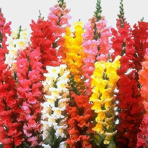 Snapdragon Flowers Assorted Bulk Wholesale Blooms By The Box