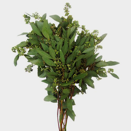 Eucalyptus Seeded Bulk Wholesale Blooms By The Box