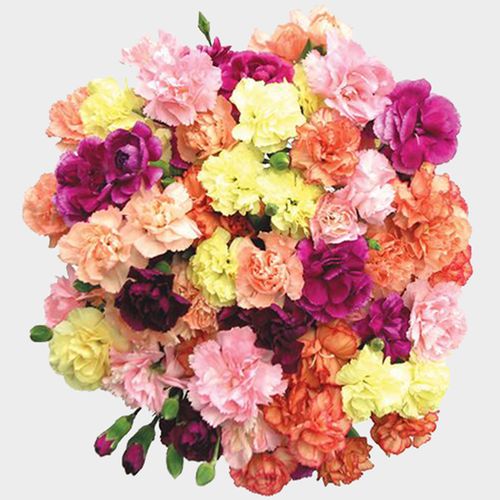 Carnations Assorted Novelty Fancy 175 Bulk Wholesale Blooms By