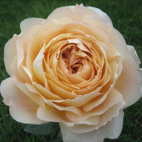 Garden Rose Caramel Antike Cream - Bulk - Wholesale - Blooms By