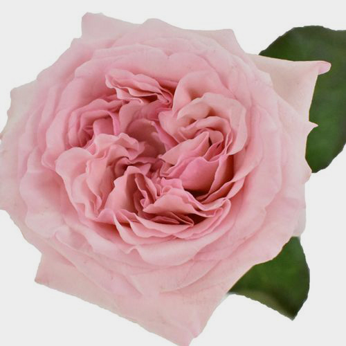 Garden Rose Pink O'hara Light Pink - Bulk - Wholesale - Blooms By The Box
