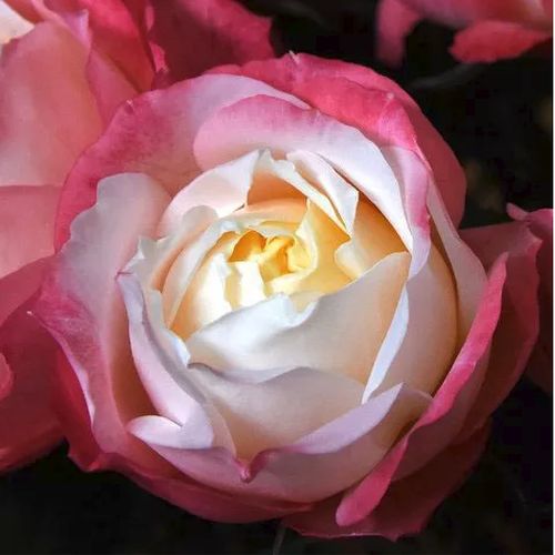 スカート MILK Garden Rose SK Garden Rose SK - MILK MILKBOY OFFICIAL ONLINE SHOP | milk inc.