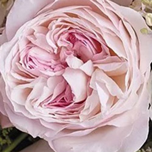 Garden Rose Keira Pink - Bulk - Wholesale - Blooms By The Box