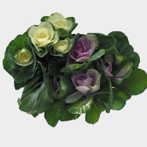 Cabbage Kale Assorted Bulk Wholesale Blooms By The Box