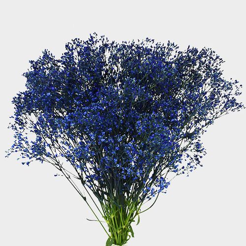 Gypsophila - Tinted Blue Bulk - Wholesale - Blooms By The Box