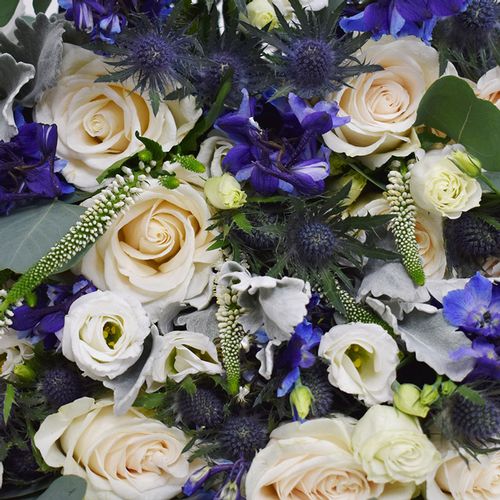 09386a__blooms_classic_blue_pa 