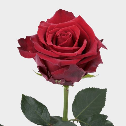 Rose Explorer Rosa Nova-Red 70 Cm - Wholesale - Blooms By The Box