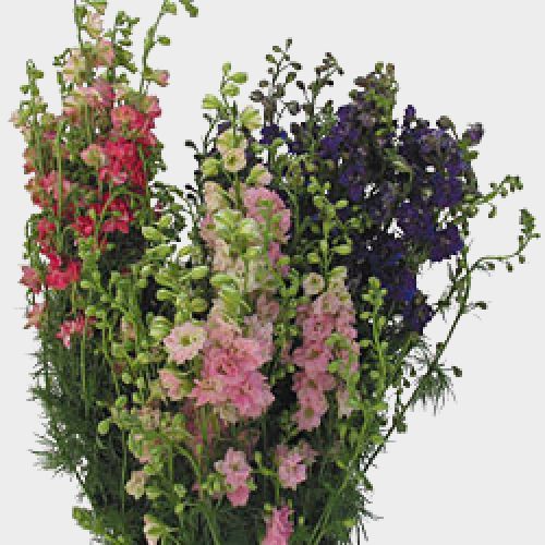Larkspur Assorted Bulk Wholesale Blooms By The Box