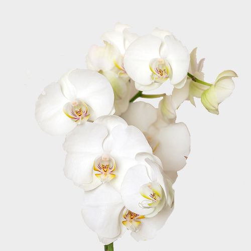 Phalaenopsis White Bulk - Wholesale - Blooms By The Box