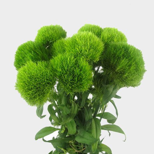 Dianthus Green Trick Bulk - Wholesale - Blooms By The Box