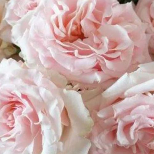 Rowena Roses Garden Rose Wedding Rosever Spray Pink - Bulk - Wholesale - Blooms By ...