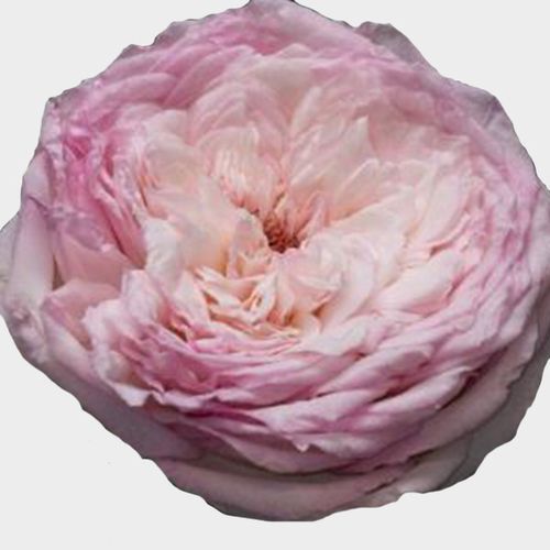 スカート MILK Garden Rose SK Garden Rose SK - MILK MILKBOY OFFICIAL ONLINE SHOP | milk inc.